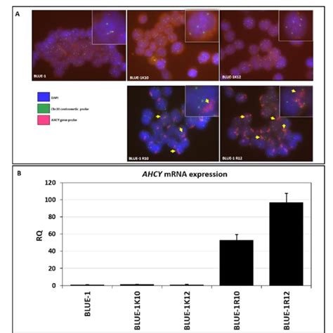 TaqMan Assays Used For Gene Expression And Copy Number Variation CNV