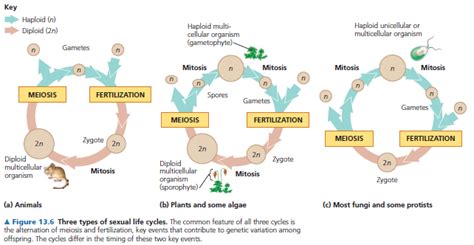 Campbell 13 Sexual Life Cycles And Meiosis Thanrada Yawichai Medium