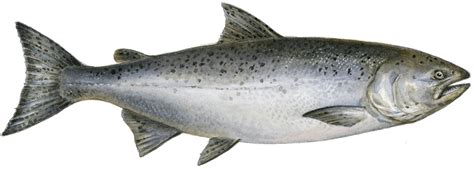 Chinook King Spring Salmon