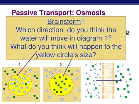 Passive Transport Examples For Kids