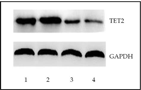 Detection Of Tet2 Protein By Western Blot In Bone Marrow Mononuclear Download Scientific