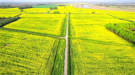 4k油菜花视频素材 4k油菜花视频模板下载 觅知网