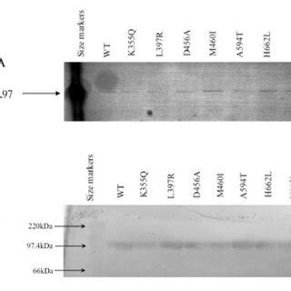 A SDS PAGE Analysis Of Purified Wild Type And A Selection Of Mutant