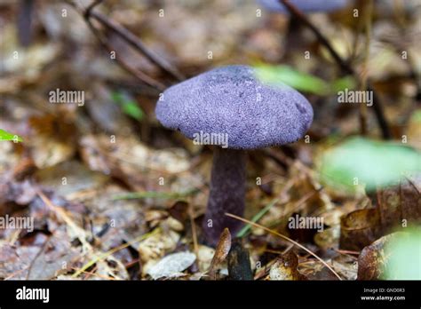 Purple Mushroom Hi Res Stock Photography And Images Alamy