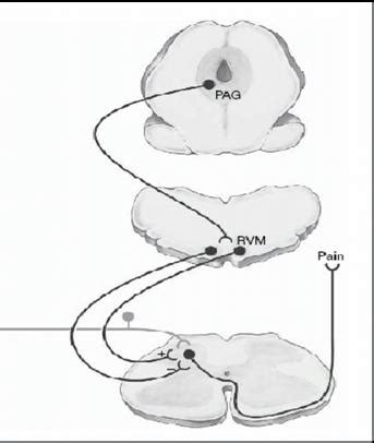 Functional Organization Of Brainstem Pain Modulating System With Links