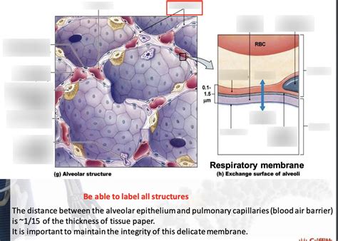 Diagram Of Respiratory Anatomy Alveolar Structure And Respiratory