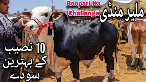 Malir Mandi Karachi Cattle Rates Update May Cow Mandi