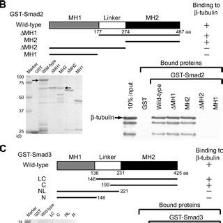 Cx43 Is Required For Smad Nuclear Translocation A Immunofluorescence