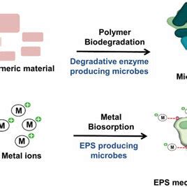 role  microorganisms   waste bioremediation