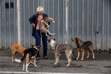 Radioactive dogs? What we can learn from Chernobyl's strays