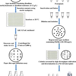 The Procedure Of Strain Screening For Enhancing Fk Production A A