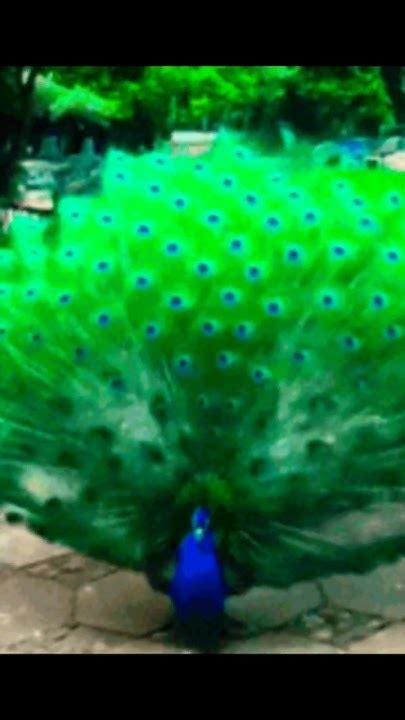 Beautiful Peacock Dance 🦚🦚 Shorts Youtube