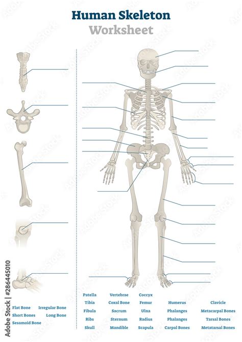 Human Skeleton Esl Worksheet By Cintia Molina Worksheets Library