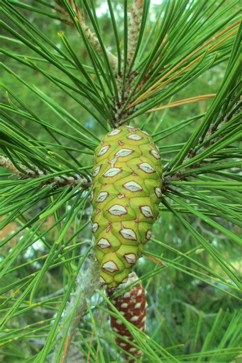 White Pine Fruit