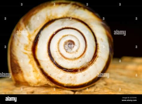 Snail shell. Natural colors and background Stock Photo - Alamy