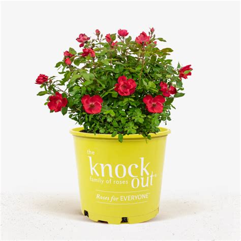 Red Knockout Rose Bushes For Sale Online | The Tree Center