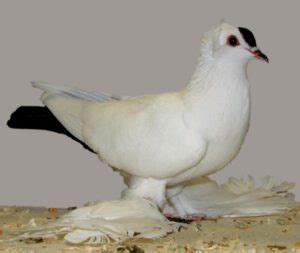 Oriental Frill Pigeon Origin Characteristics Uses Photo