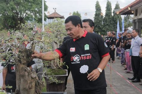 HUT Kota Singaraja Ke 419 313 Peserta Ikuti Buleleng Bonsai Festival