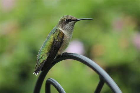 Hummingbirds | Green Gloria