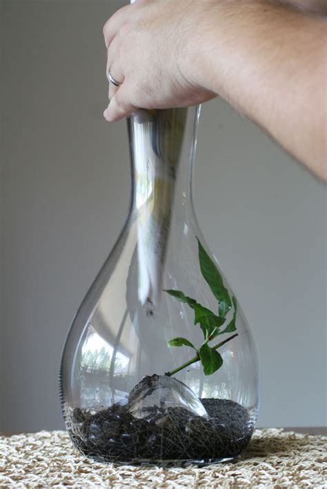 The Rainforest Garden: How to Make a Glowing Terrarium