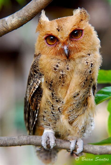 False A Rare Red Owl Cute Animals Owl Owl Pictures