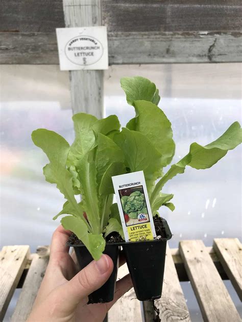 Buttercrunch Lettuce 🥬 🌼 A Succulent Salad Star