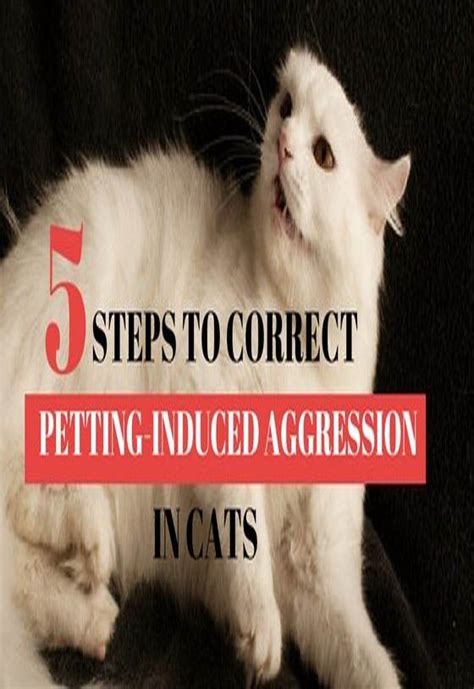 Understanding Common Causes Of Aggression In Cats Cat Guides Cats