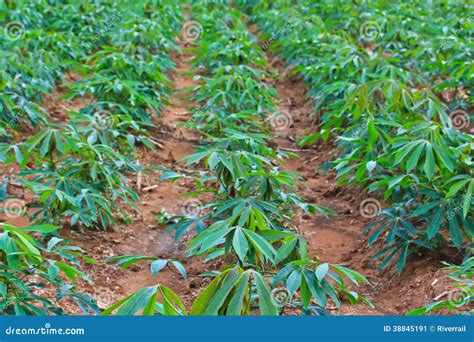 Cassava Plantation In The Fieldyoung Shoots Of Green Cassava Organic Cassava Field At Rural