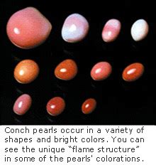 conch pearl | Pearl Education - Pearl-Guide.com