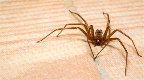 5 Simple Brown Recluse Pest Control Hacks To Try And 5 To Avoid At All Costs