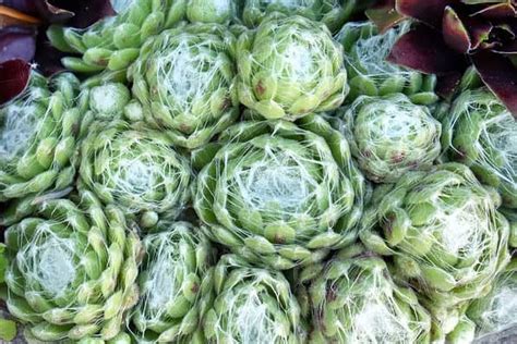 5 Types of Rosette Succulents - A-Z Animals