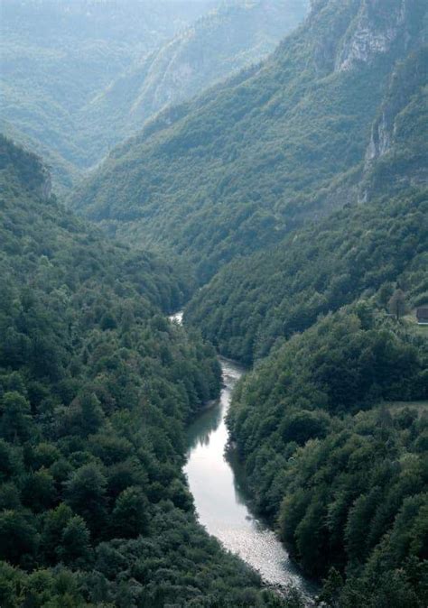 Quadro the river through the forest 21×29 7 moldura pinus sem paspatur ...