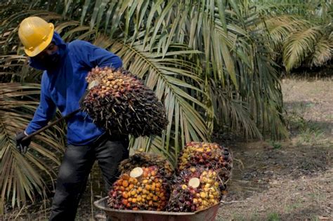 Bpdpks Gandeng Asosiasi Inventor Indonesia Aii Hilirisasikan