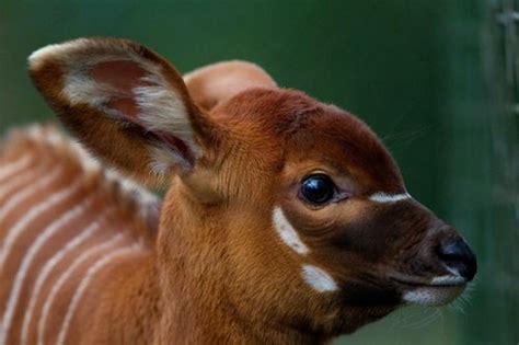 Big Eyed Bongo Baby Born At Dublin Zoo Zooborns