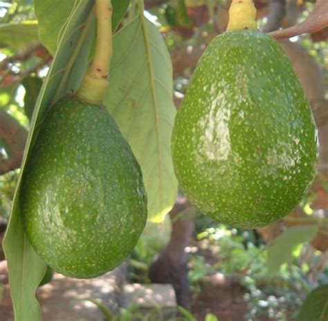 Tenerife Fruit And Vegetable Crops Of The Canary Islands Hubpages