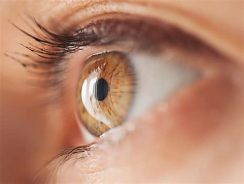 Anatomy Of The Eye Eye Structure And More Nvision