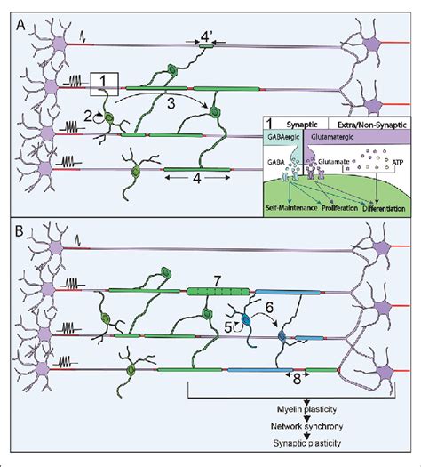 Neuronal Activity Modulates Myelination Processes Along With Life