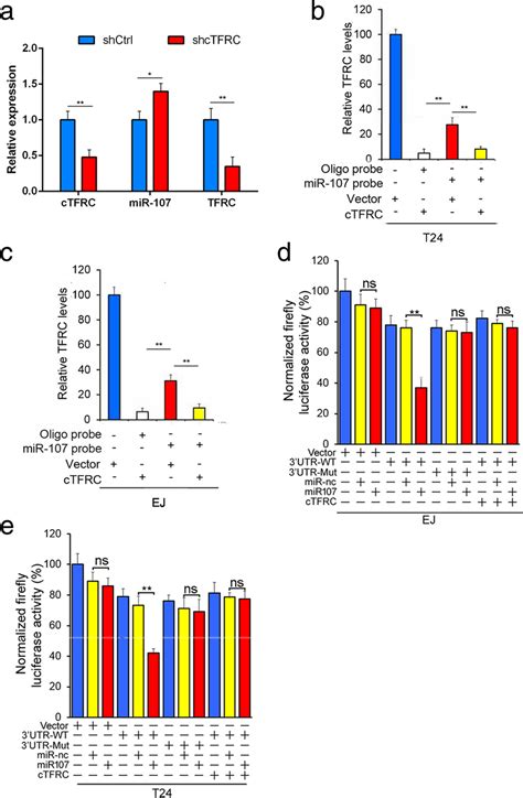 CTFRC Specifically Rescue The Suppressive Effects Of MiR 107 On TFRC