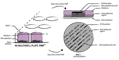 供应4d cellBrand MicropatternsItem FMP微图案多孔板和微图案皿 世联博研国总 SupplyItem