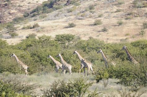 Tierlexikon Giraffe Wwf Panda Club