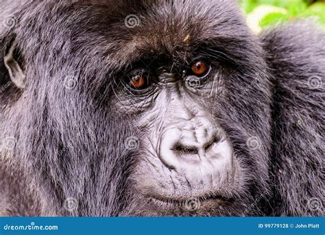 Face Of A Mountain Gorilla At Close Quarters Stock Photo Image Of