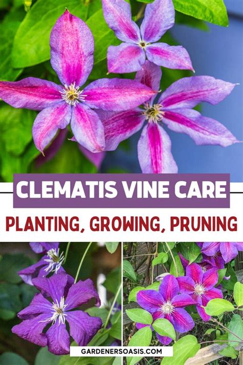 Clematis Is An Easy To Grow Perennial Vine That Thrives In Part Shade