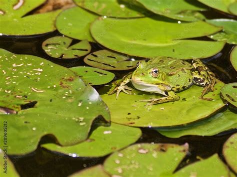 Kleiner Gruener Wasserfrosch Gut Getarnt Zwischen Seerosen Blaettern