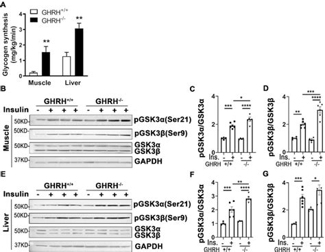 Increased Glycogen Synthesis Associated With Inactivation Of Gsk3αβ In