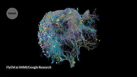 Human brain mapping research - fancylasopa