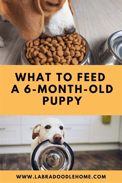 What Puppies Should Eat