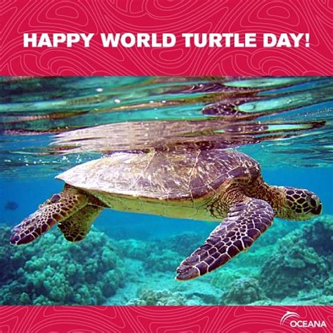 Happy World Turtle Day Oceana Usa