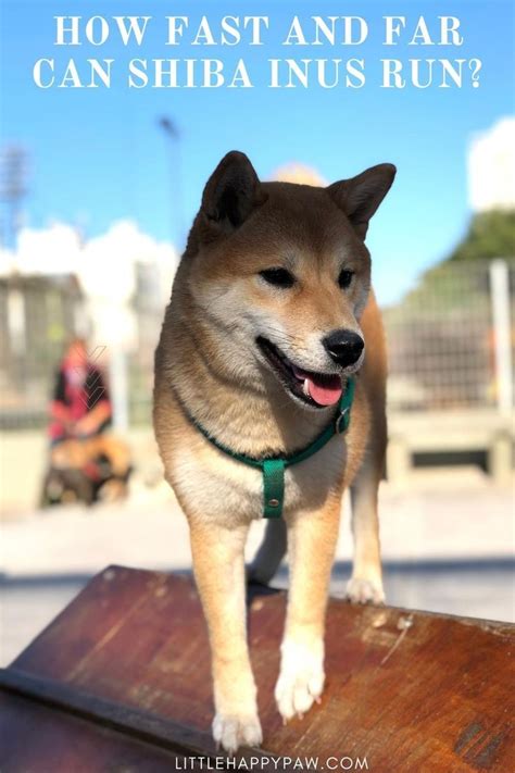 How Fast And Far Can Shiba Inus Run Explained Artofit