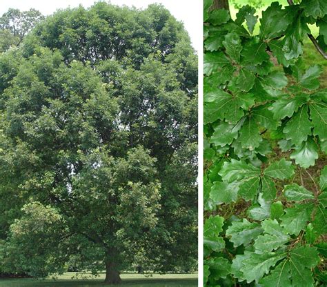 Swamp white oak | Garden Housecalls