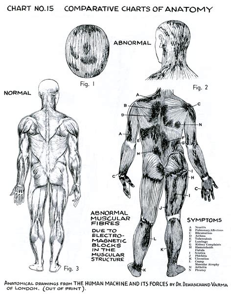 Polarity Therapy Volume Book Chart